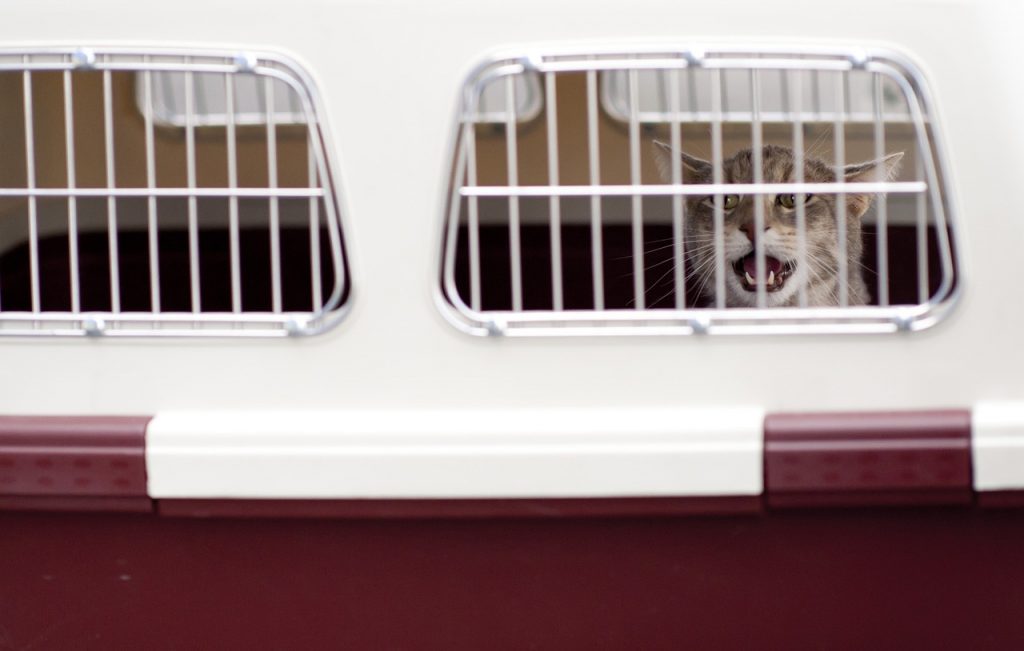 Mascota en un transportín. Pixabay