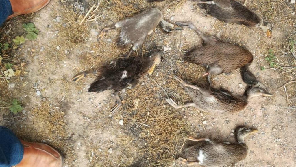 Patos matados a patadas en Granollers