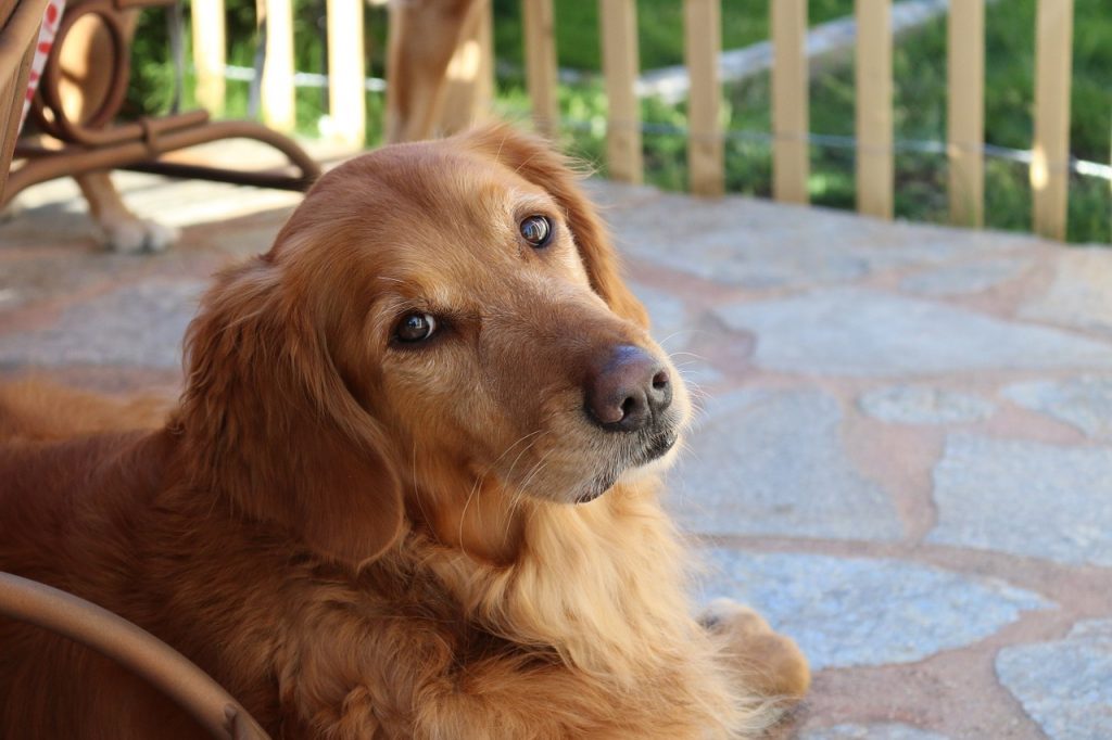Un perro golden retriever, la misma raza que Sheyla. Pixabay