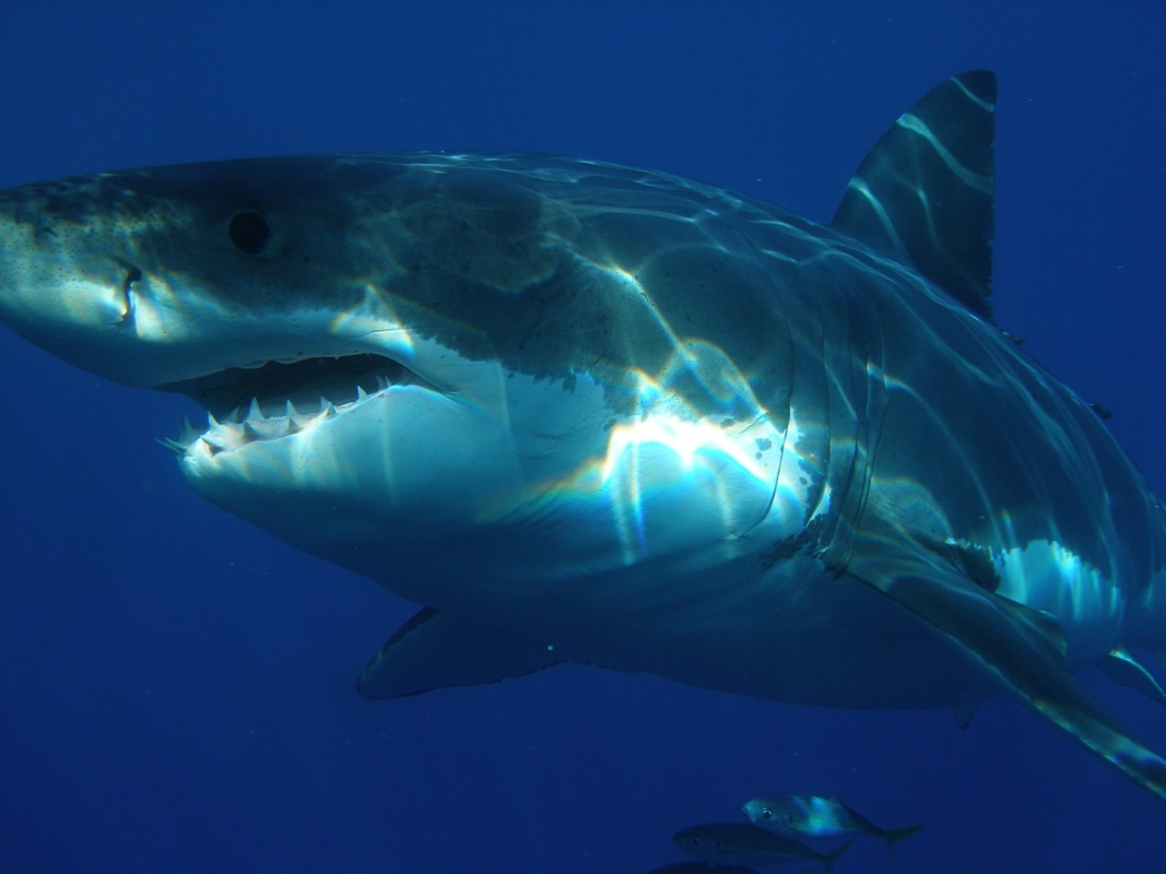 Tiburón blanco. Pixabay
