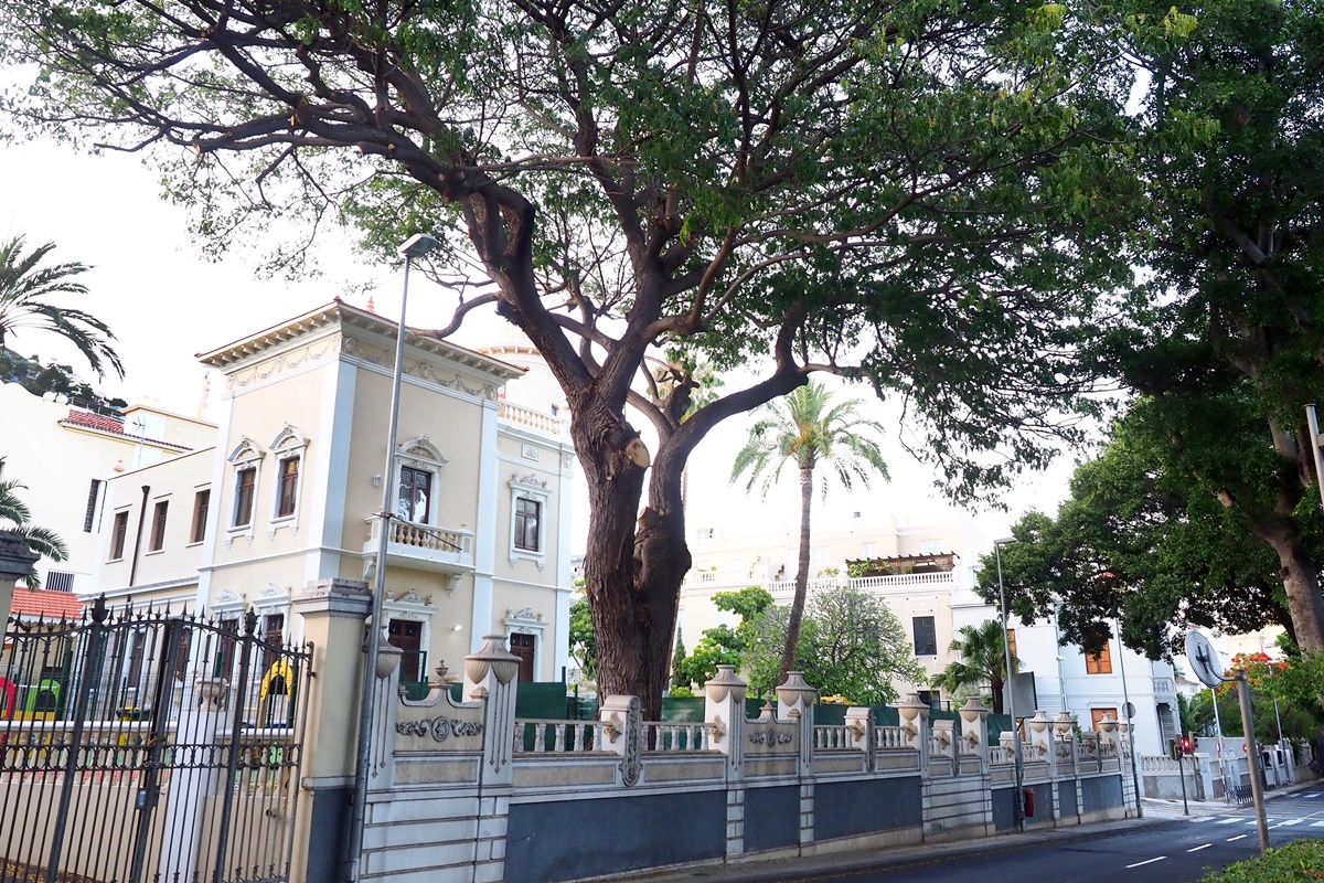 Las raíces de un árbol en el jardín interior empujan el muro de cerramiento perimetral del colegio, que está en riesgo de derrumbarse sobre la acera. Sergio Méndez