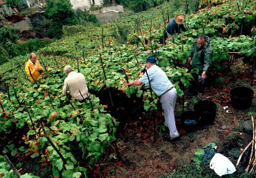 El municipio posee una de las superficies de mayor densidad de viñedo de todo el Archipiélago y ello ha conllevado la producción de caldos con un importante prestigio internacional. DA