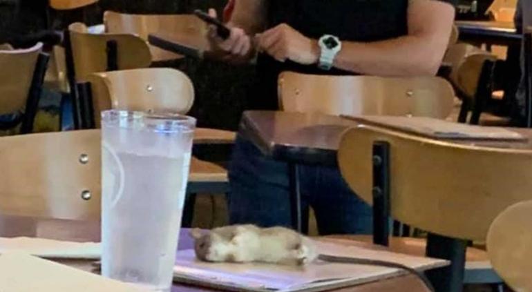 Rata encontrada en un restaurante de comida rápida en Estados Unidos|DA