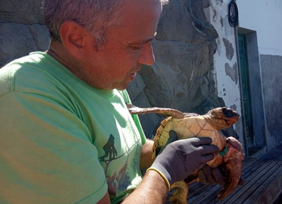 José Luis García rescata a una tortuga. Facebook