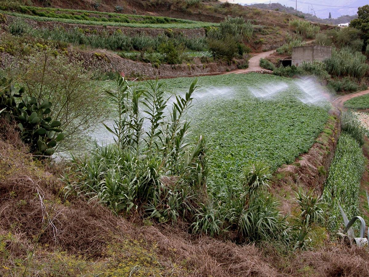 El Gobierno de Canarias abre la convocatoria para subvencionar el agua de riego con ocho millones de euros
