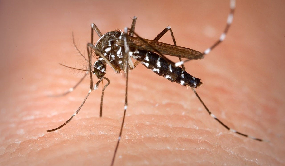 Detectan por primera vez mosquito tigre en La Gomera: qué puede provocar su picadura