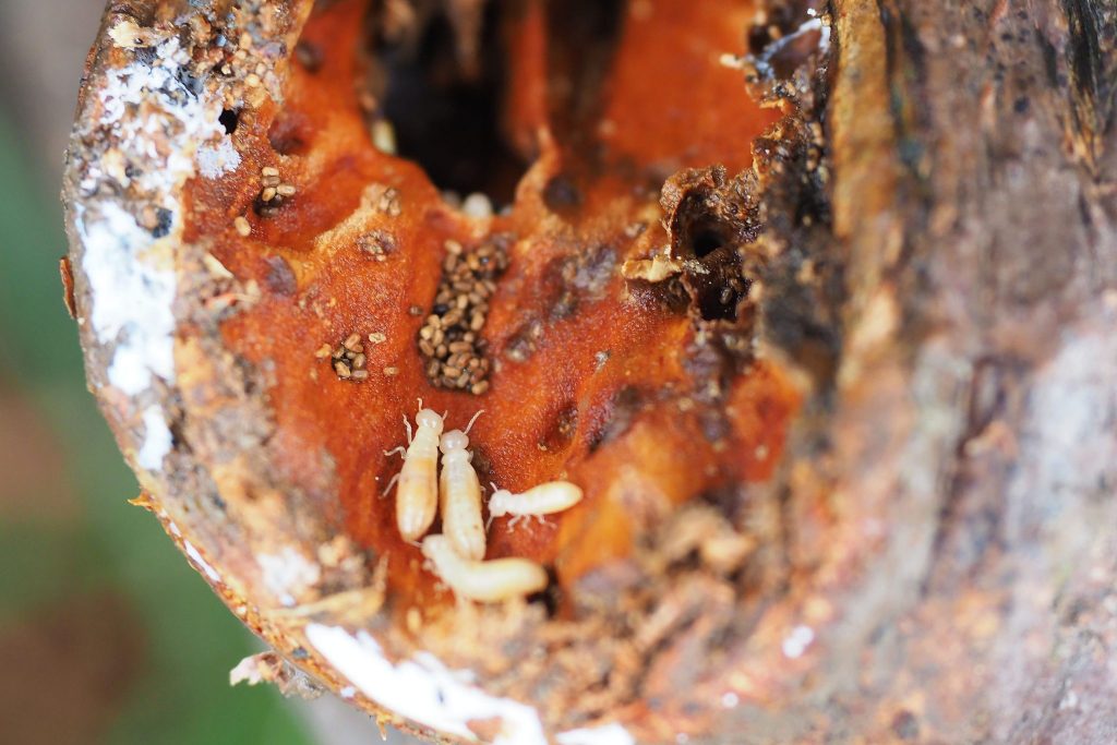 Eliminan más de 500 colonias de termitas en Tenerife