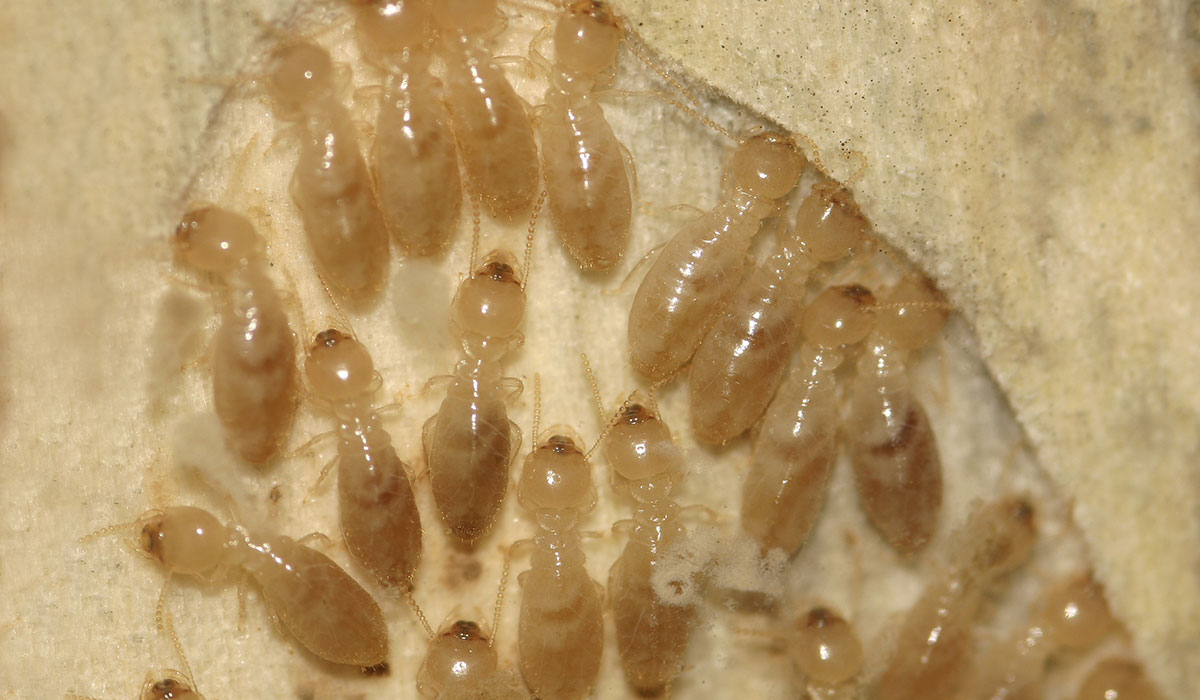 TERMITAS RETICULITERMES FLAVIPES TENERIFE