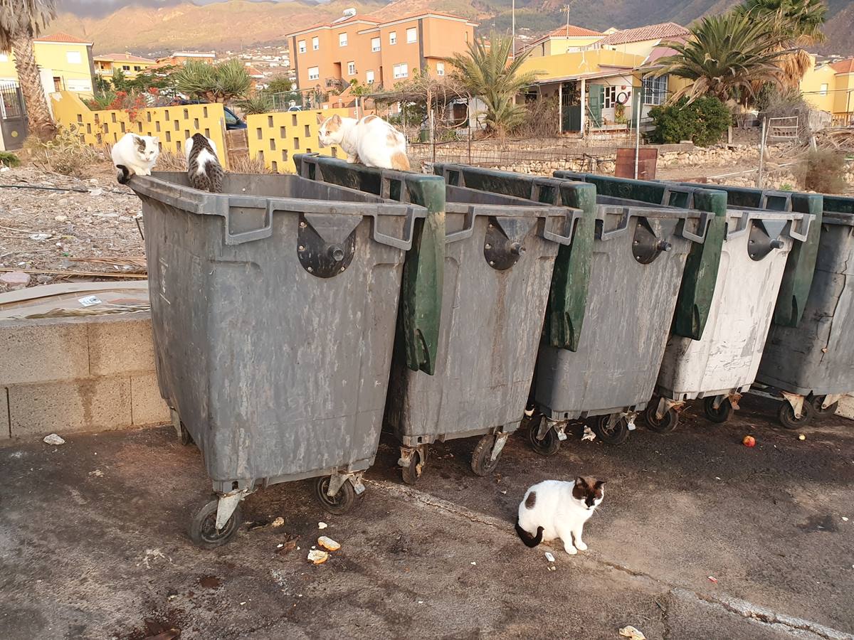 Los gatos en contenedores y en la casa que le ha hecho un vecino. Norchi
