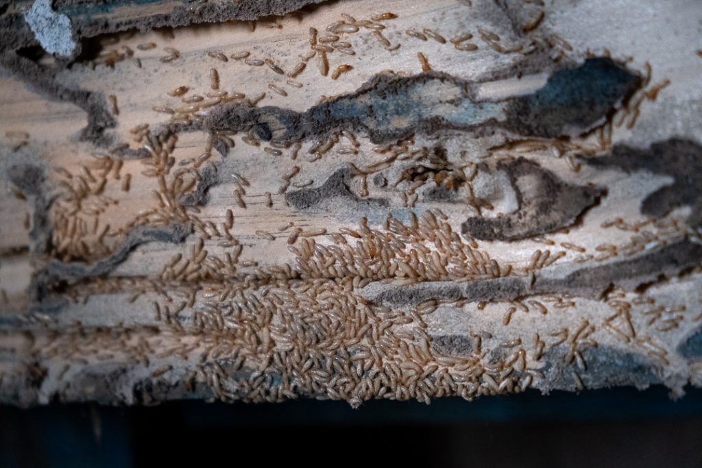 Una colonia de termitas en una vivienda de Valle de Guerra, en La Laguna, también afectada por la plaga. Fran Pallero