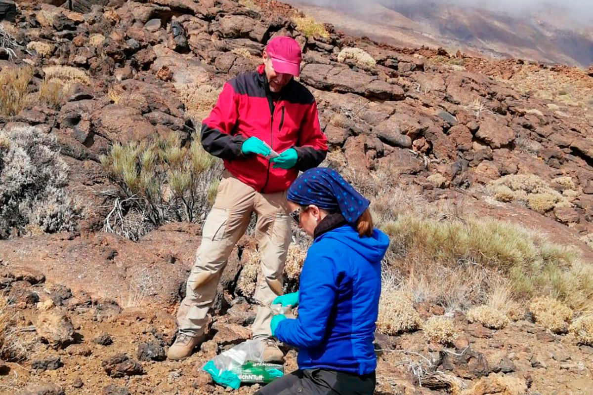 Estudian en el Teide la descomposición de la materia orgánica con bolsitas de té