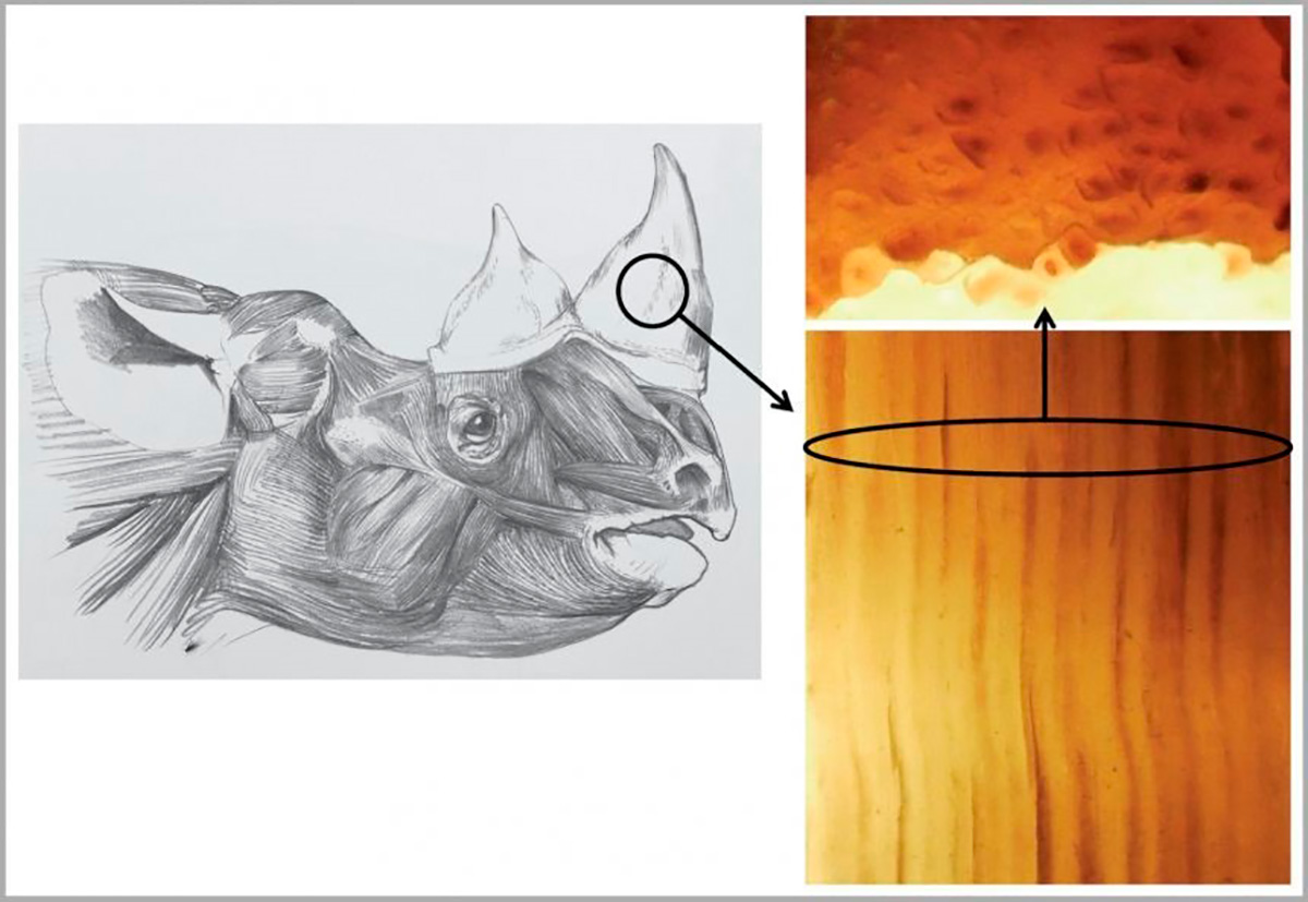 Estructura de cuerno de rinoceronte