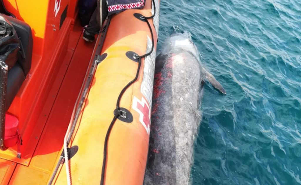 El cadáver del cetáceo hallado a la deriva en aguas canarias. Salvamento Marítimo (Twitter)