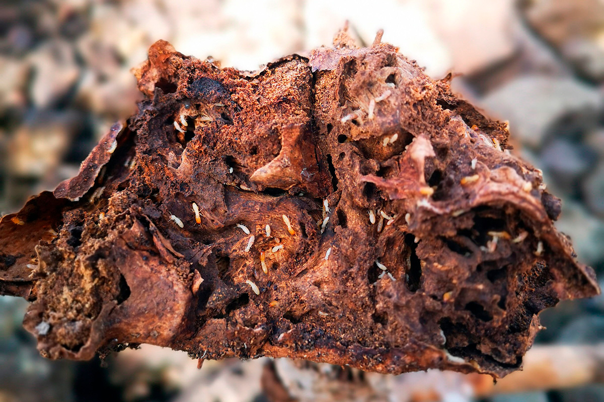 Termitas subterráneas halladas en un viñedo de Valle de Guerra