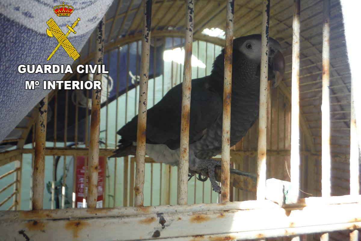  El Seprona recupera en Lanzarote un ejemplar de loro gris de cola roja, ave protegida y en peligro de extinción
