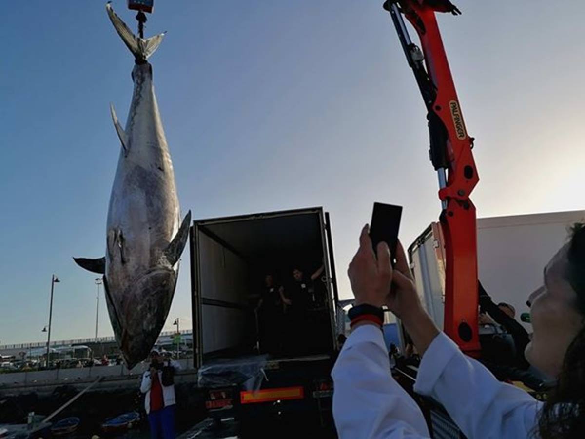 Foto del primer atún patudo llegado al puerto de Los Cristianos. Mercedes Menéndez