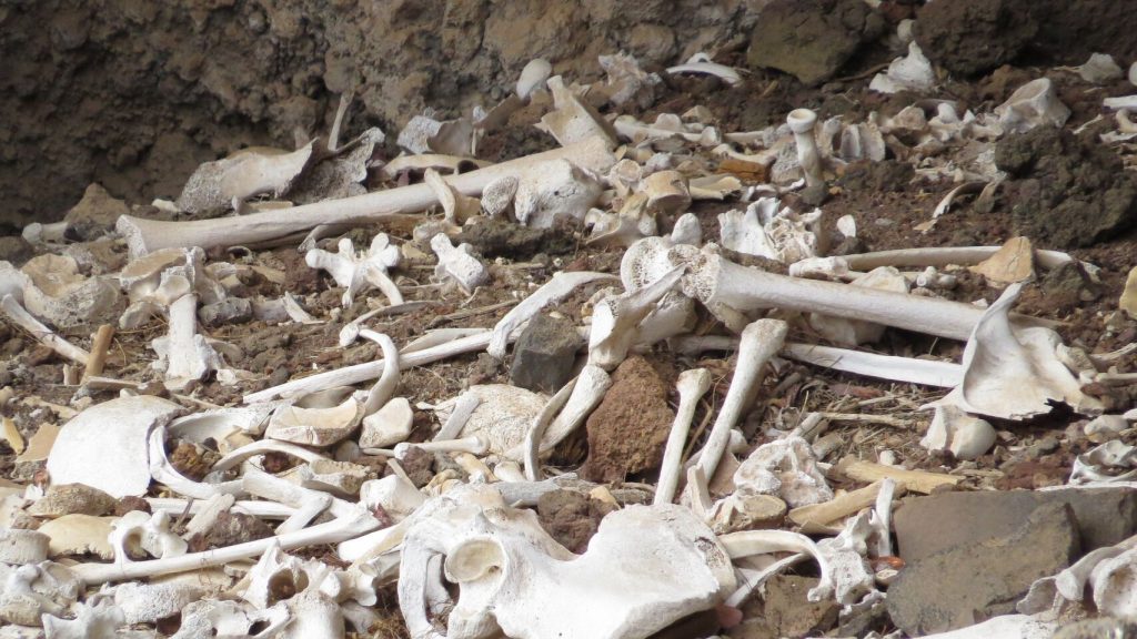 Varios restos óseos descubiertos el verano pasado en el enterramiento prehispánico ubicado en una cueva inaccesible del barranco de Guayadeque. EFE