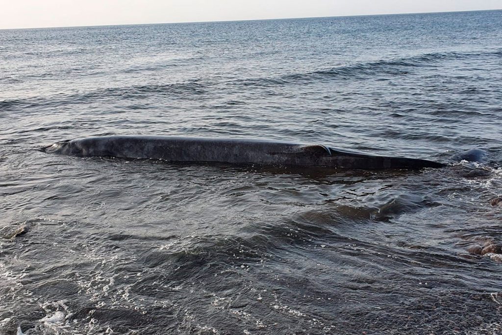 Un cetáceo aparece varado en la costa de Tuineje