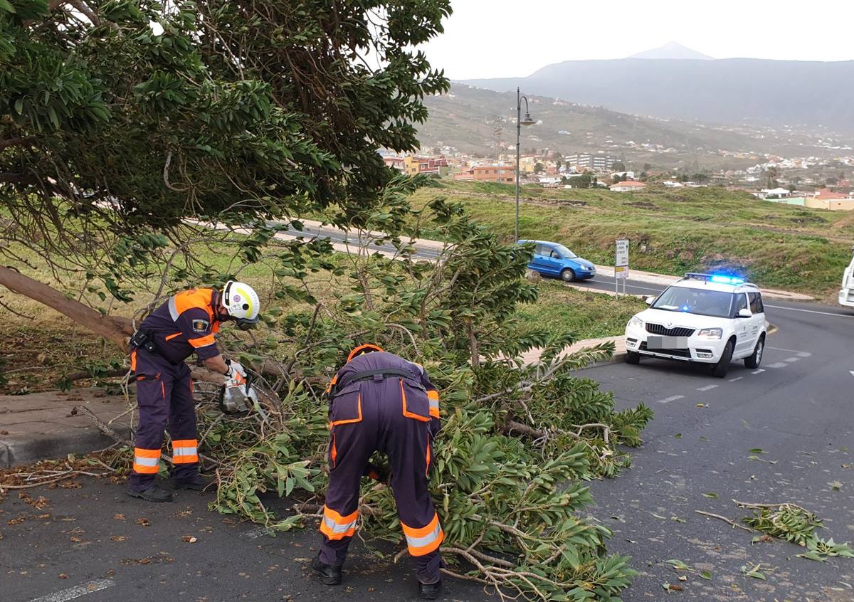 Operarios de los servicios municipales de La Orotava retiran un árbol caído debido al fuerte viento. DA