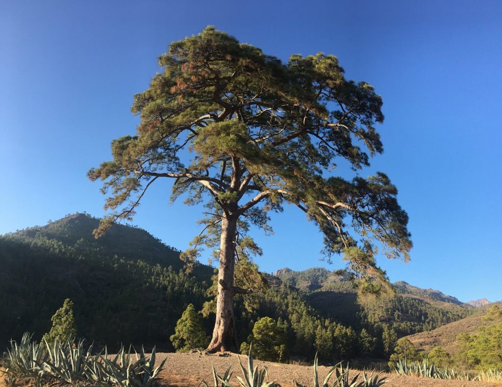 Cinco árboles misteriosos de Canarias. DA