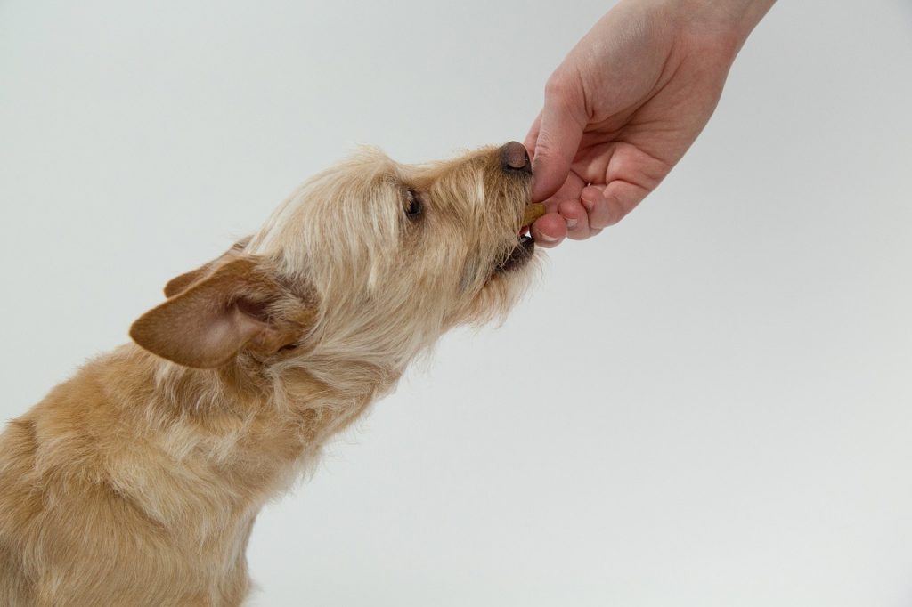 Una persona da de comer a un perro. Pixabay