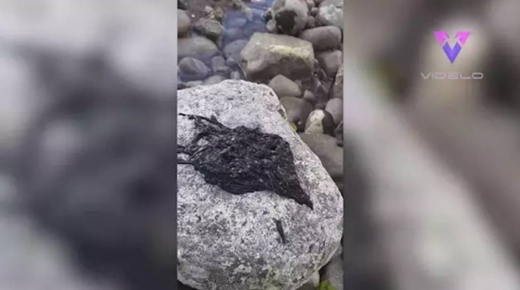 Capturan a una extraña criatura en las rocas - YOUTUBE/VIDELO