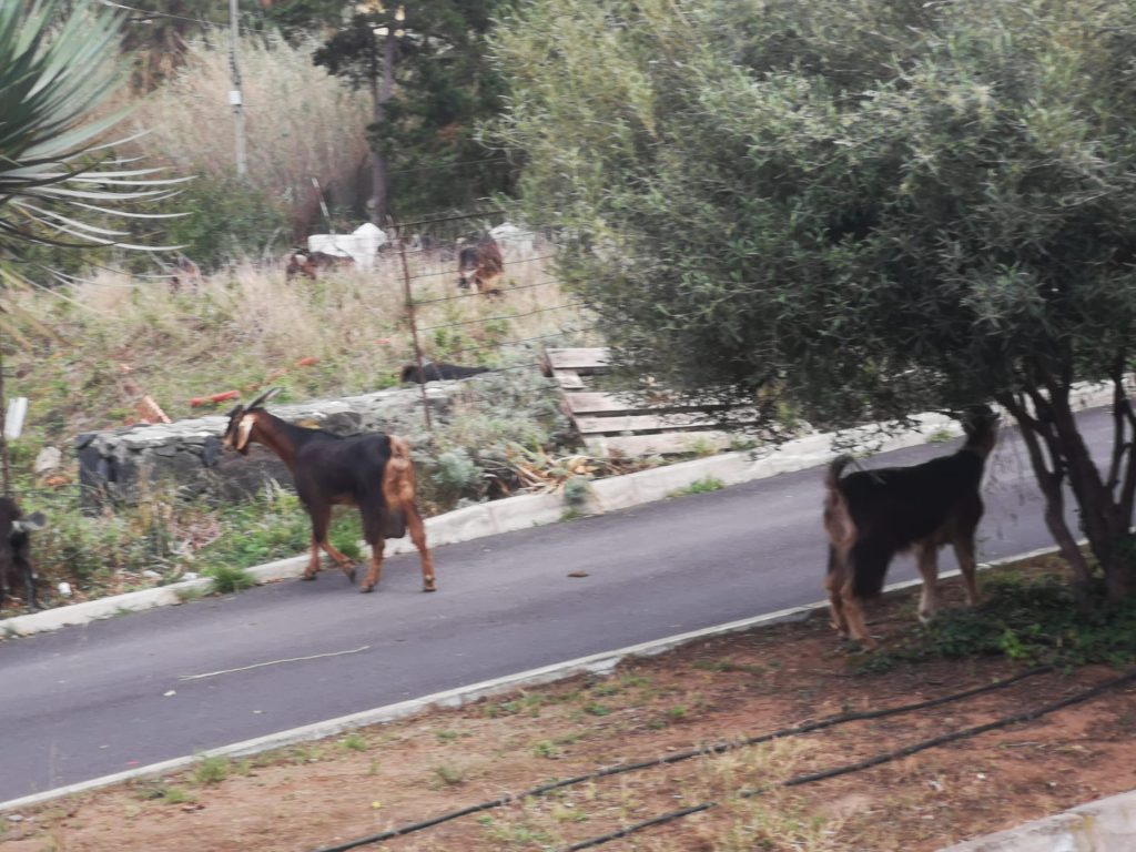 Cabras en la zona de Los Príncipes en el Realejo bajo, donde los vecinos se quejan de que invaden la vía pública. DA