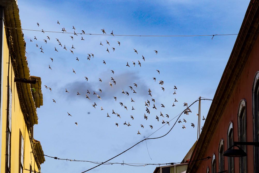 Pájaros vuelan sobre La Laguna. Sergio Méndez