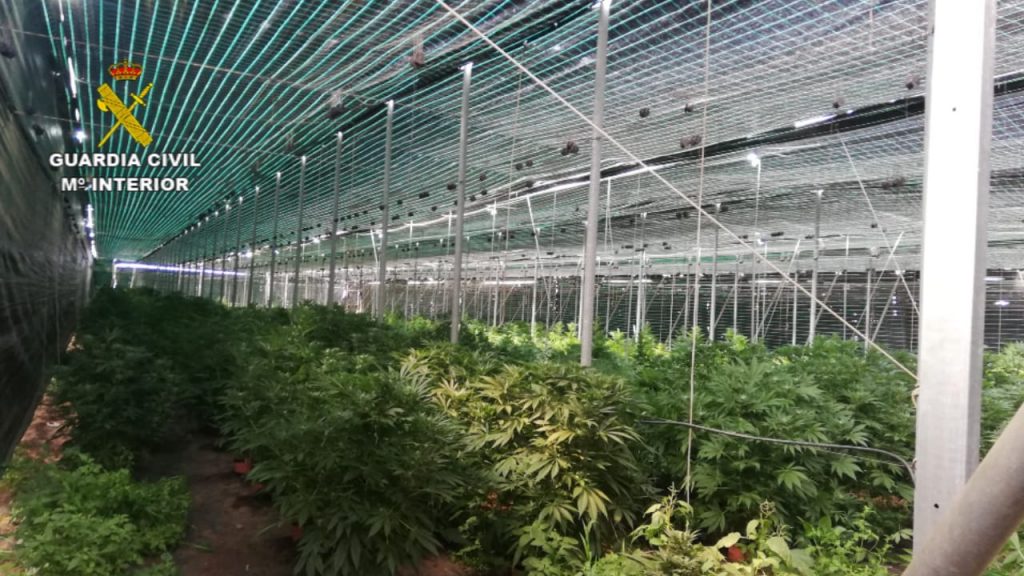 Plantación de marihuana en el sur de Tenerife GC