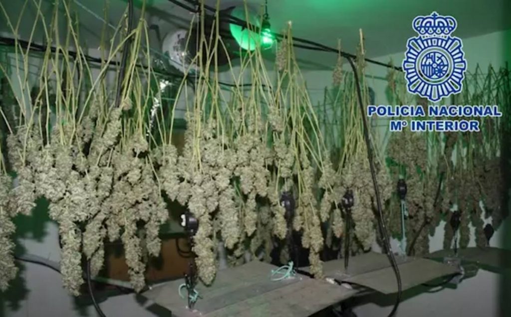 Cogollos de marihuana colgados para el secado intervenidos por la Policía. - POLICÍA NACIONAL