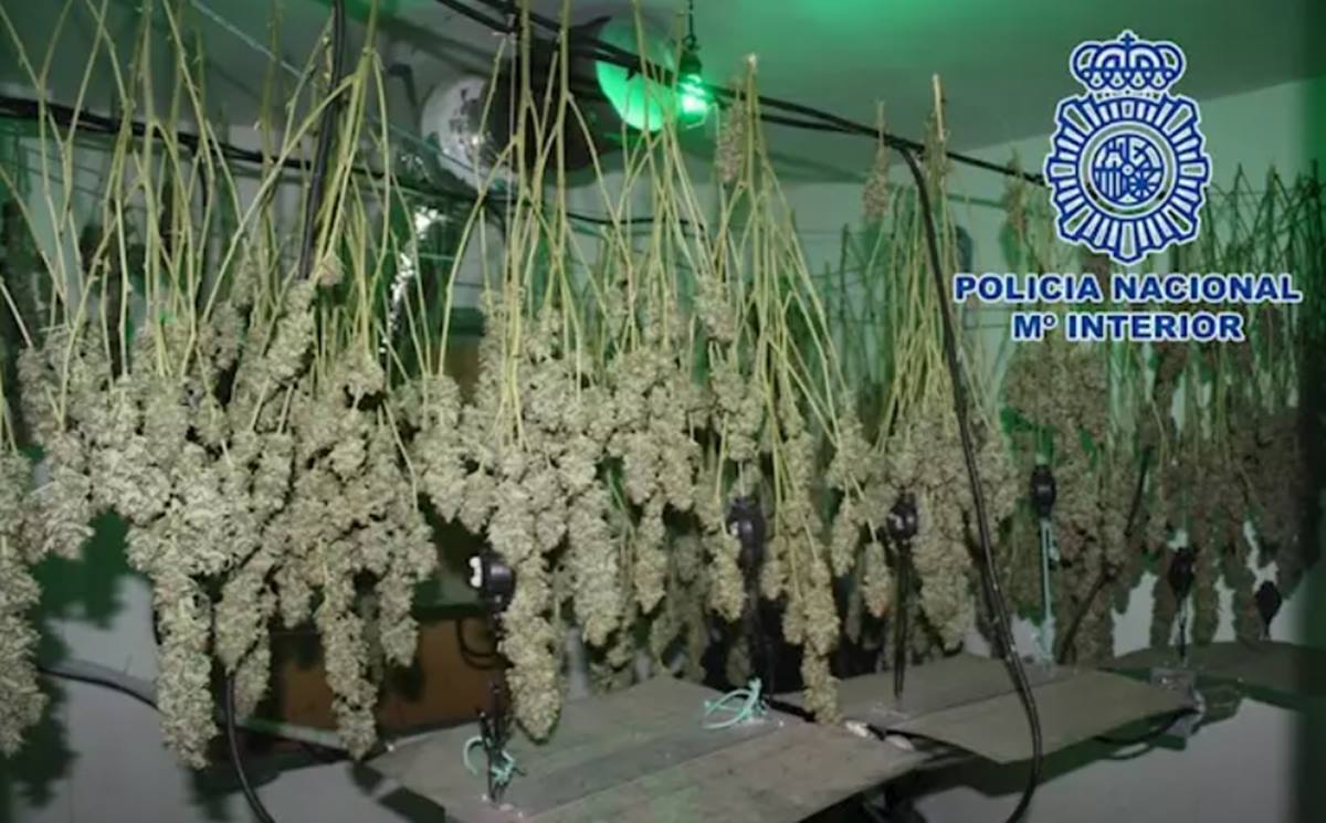 Cogollos de marihuana colgados para el secado intervenidos por la Policía. - POLICÍA NACIONAL