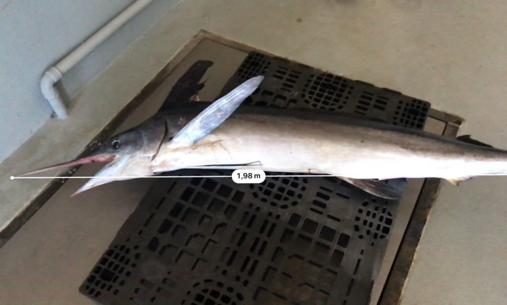 Incautado un marlín de 32,5 kilos, pescado sin autorización en La Palma