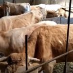 Investigan a un vecino de Garafía por dejar morir de hambre a sus vacas y ovejas