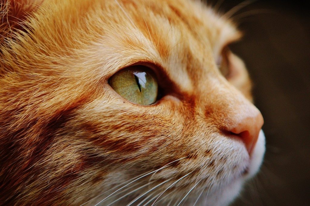 Imagen de recurso de un gato. Pixabay