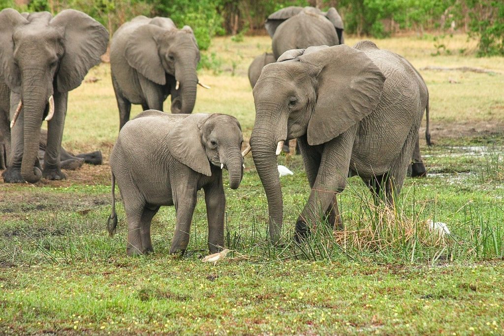 Manada de elefantes PIXABAY