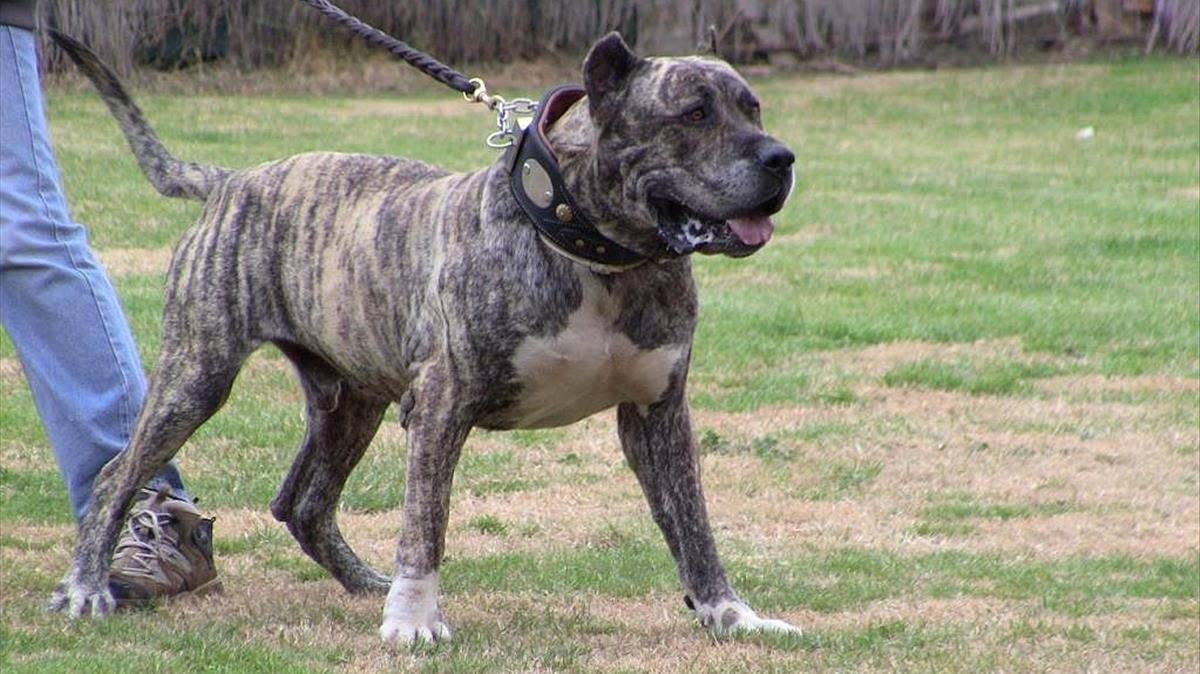 Los animales potencialmente peligrosos, en el trasfondo del caso. DA