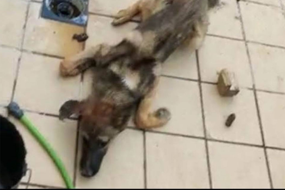 POLICÍA NACIONAL DETENIDO EL EJIDO