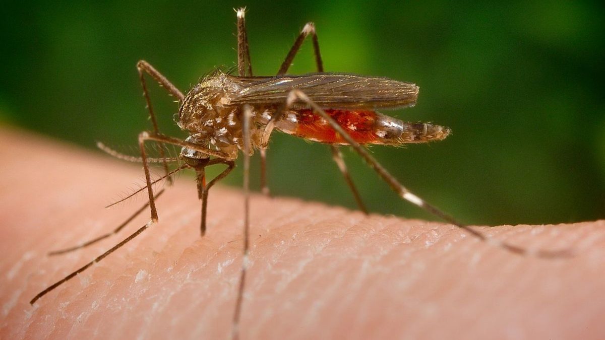 El 'aedes japonicus' es capaz de transmitir el virus del Nilo o el dengue. Wikipedia