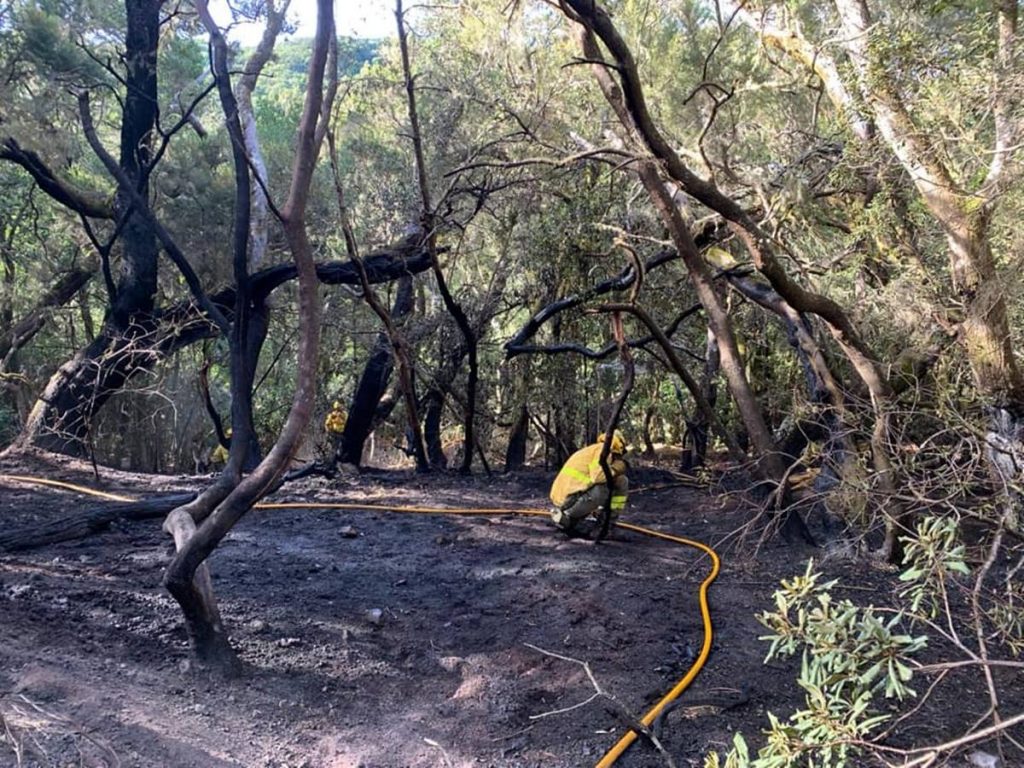 Parte de la zona afectada por el fuego en Las Creces, dentro del perímetro del Parque Nacional de Garajonay. CABILDO DE LA GOMERA