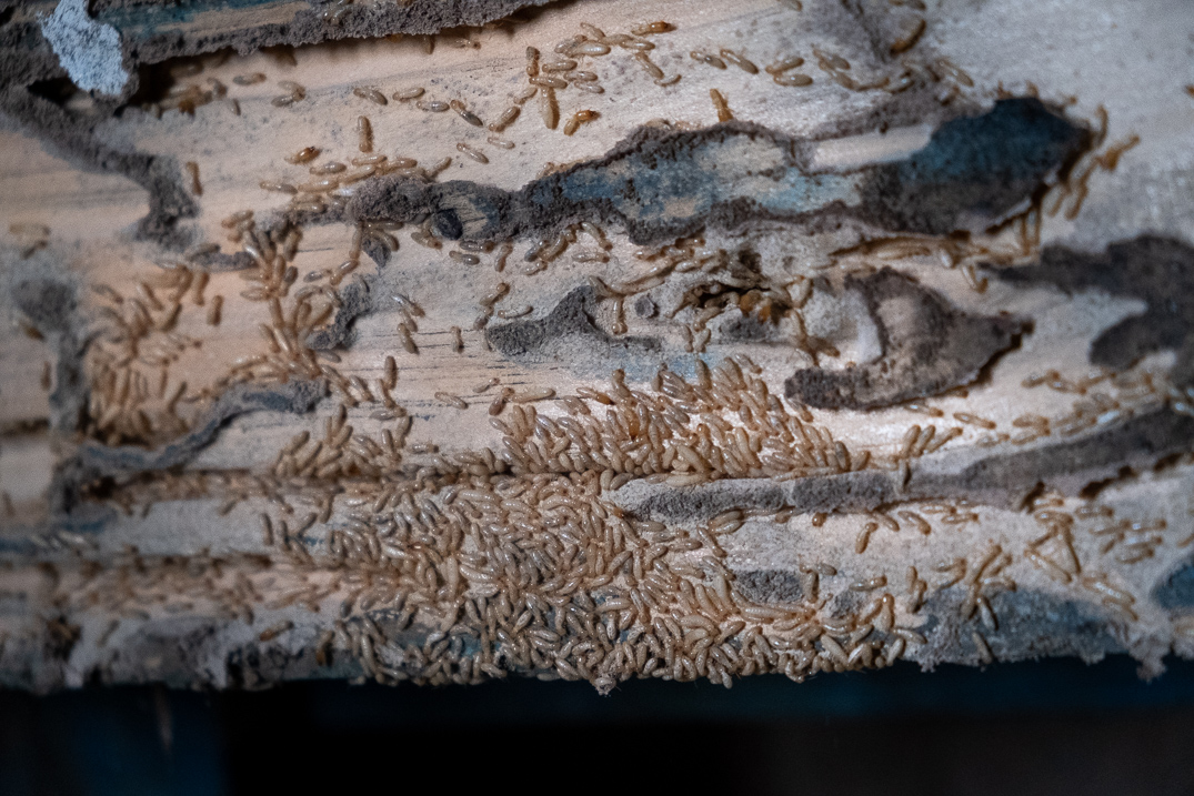 Los próximos meses se realizará una campaña para trasladar a los vecinos cómo actuar ante la termita. FOTO: Fran Pallero