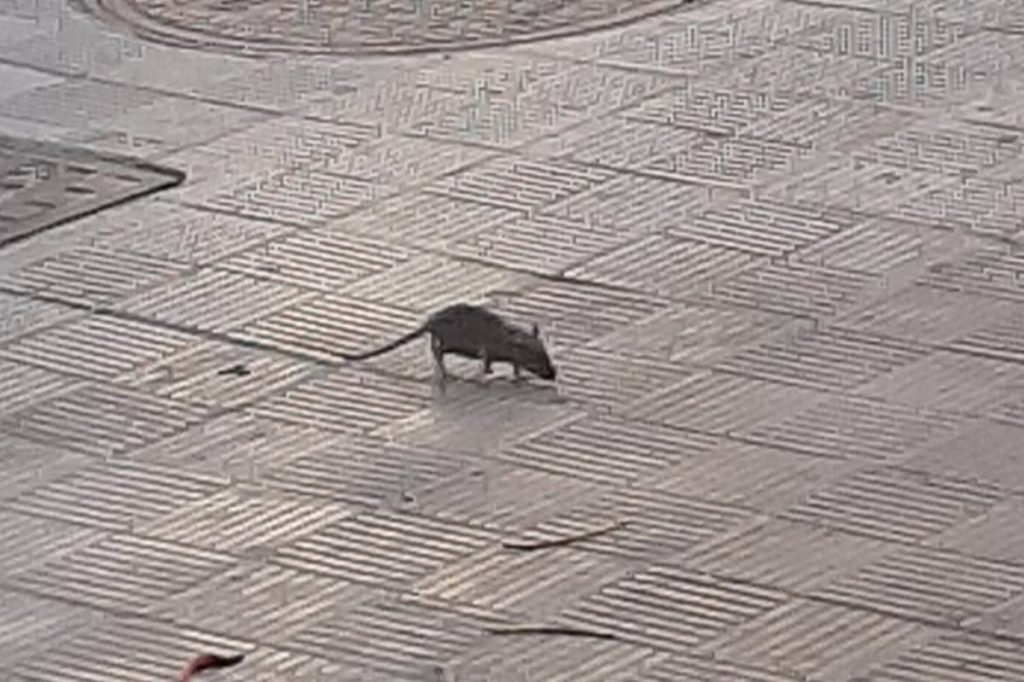 Una rata pasea a sus anchas por Tomé Cano. DA