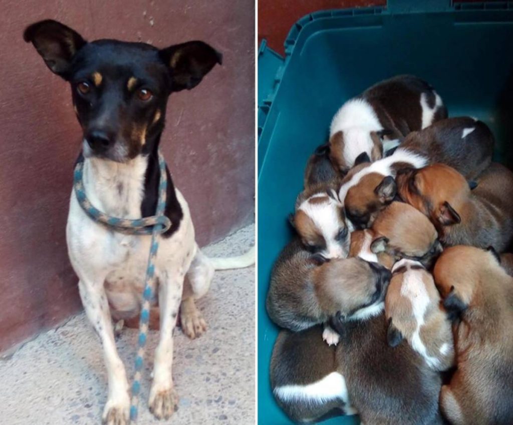 Encuentran 10 cachorros y su madre en un contenedor de basura en Gáldar