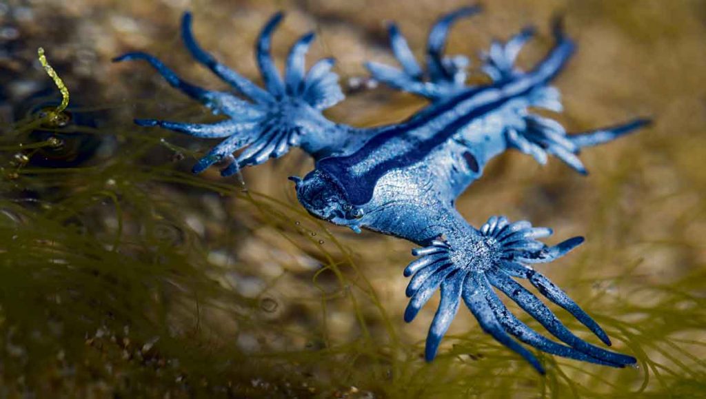 Los tonos azules y plateados, junto a sus extremidades con apéndices, caracterizan al dragón azul. Foto: Sergio Hanquet