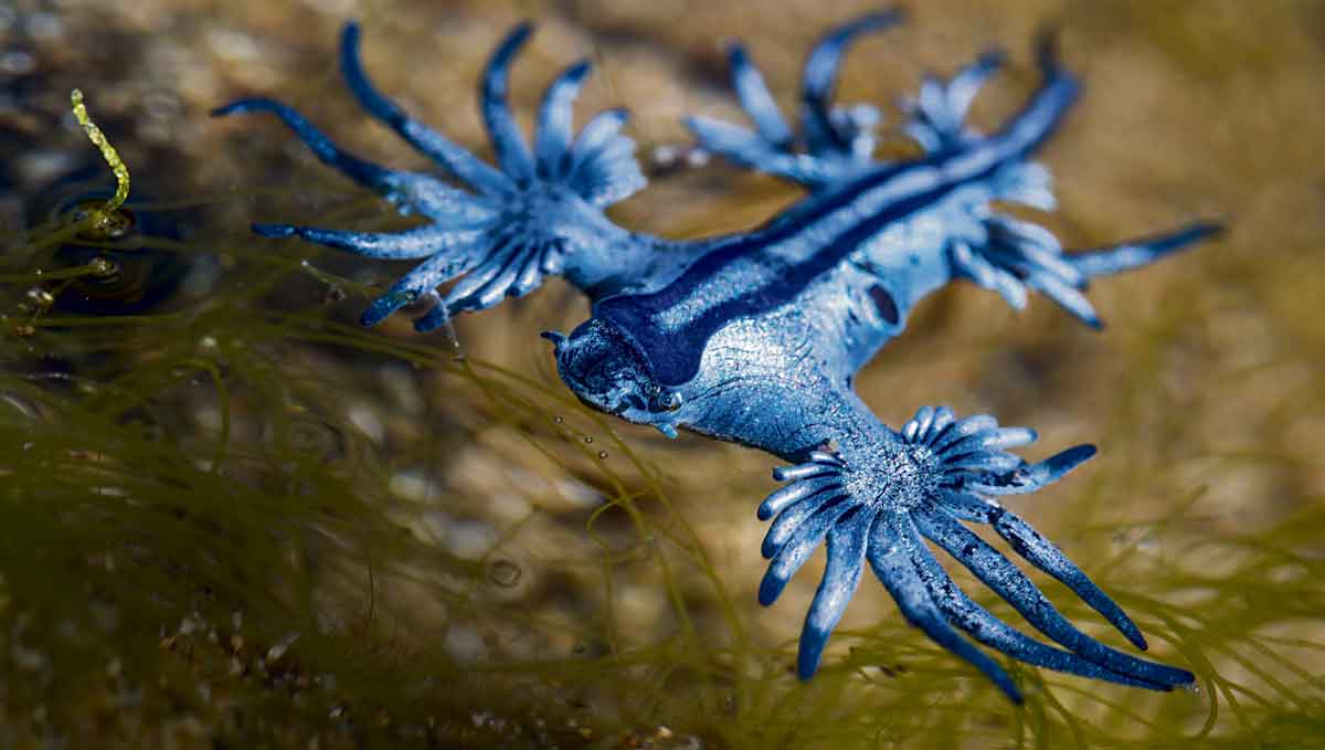 Los tonos azules y plateados, junto a sus extremidades con apéndices, caracterizan al dragón azul. Foto: Sergio Hanquet