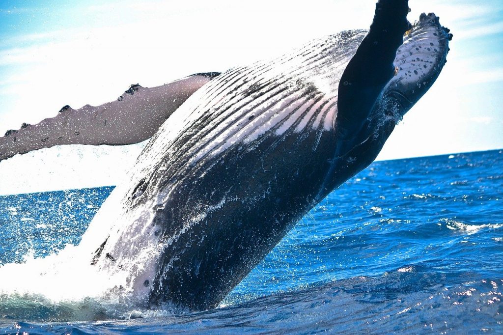 Imagen de archivo de una ballena. Pixabay