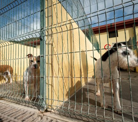 El albergue comarcal Valle Colino cuenta en estos momentos con 160 perros y unos 200 gatos. | Fran Pallero
