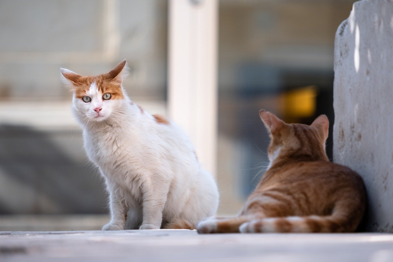 Imagen de recurso en la que aparecen dos gatos. Pixabay