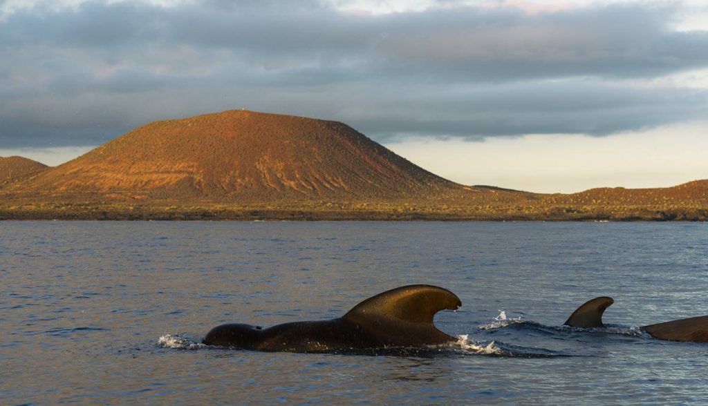 Las colonias de mamíferos marinos abundan en el sur de la Isla. Sergio Hanquet