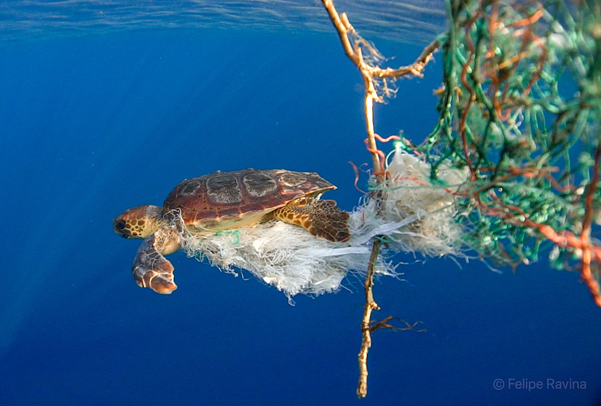 Tortuga marina enredada en malla de plástico en la costa del sur de Tenerife
