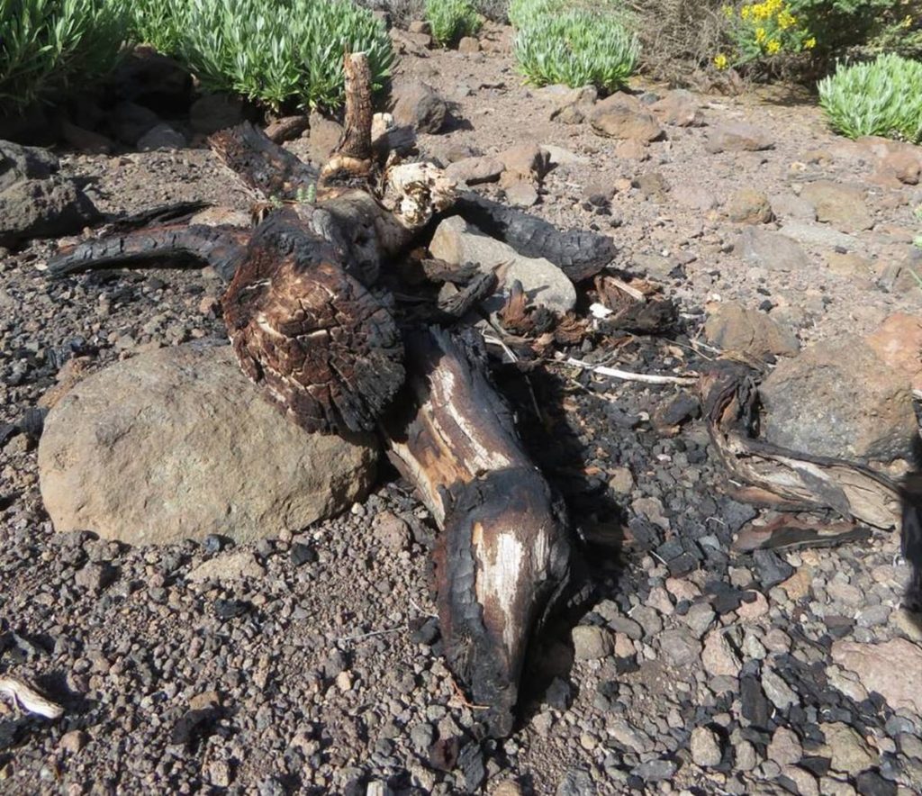 Hallan restos de una hoguera en el Parque Nacional del Teide. José Carlos Herrero (COPE Tenerife). José Carlos Herrero